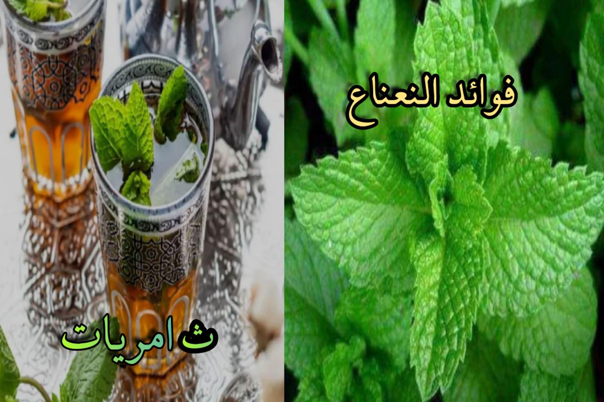 النعناع/ ما هي مكوناته وأشهر فوائده؟؟